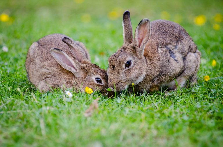 5 Best Rabbit Hutches UK 2026: Safe, Spacious Homes