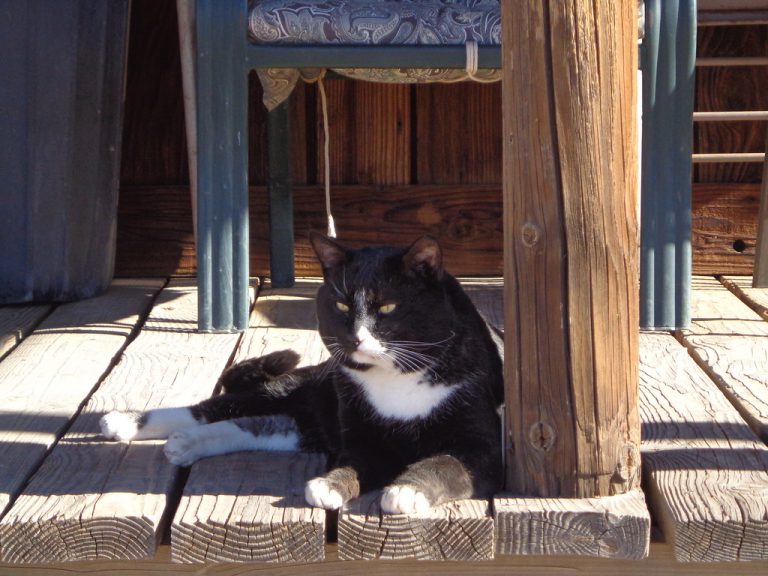 5 Best Microchip Cat Flaps UK 2026: Keep Strays Out