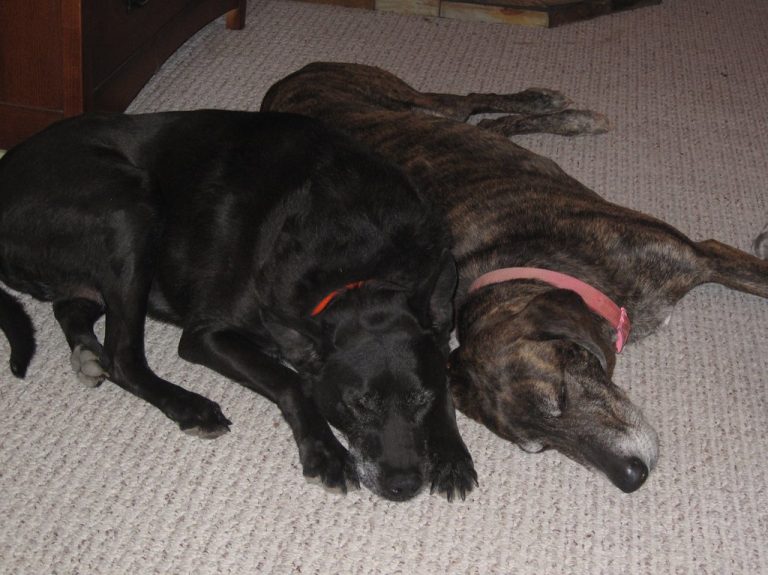 5 Best Dog Beds UK 2026: Comfort for Every Breed