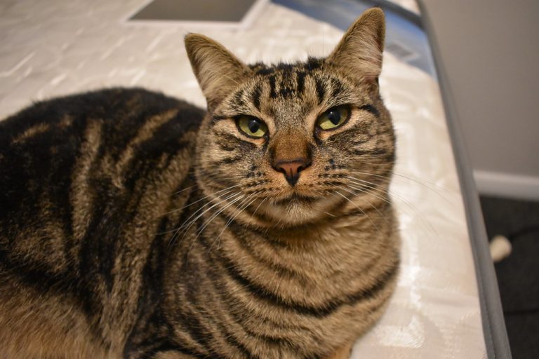 5 Best Self-Cleaning Litter Boxes UK 2026: Tested & Reviewed