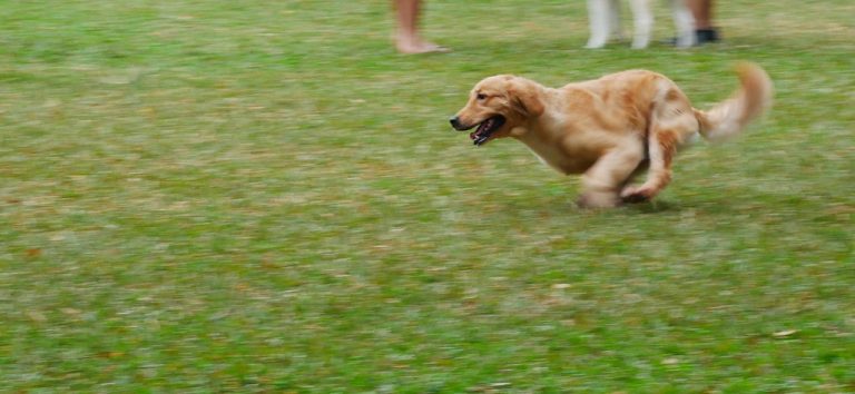5 Best Pet GPS Trackers UK 2026: Never Lose Your Pet Again