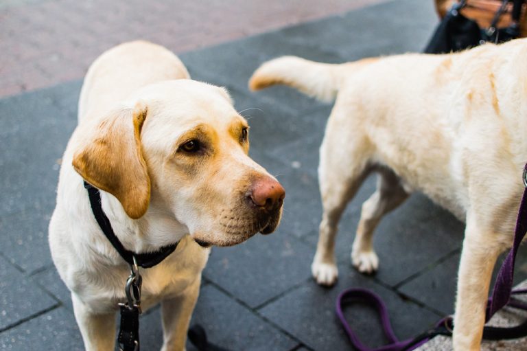 5 Best Dry Dog Foods UK 2026: Complete Nutrition Compared