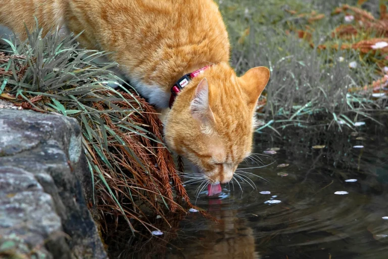 5 Best Cat Water Fountains UK 2026: Fresh Water, Happy Cat